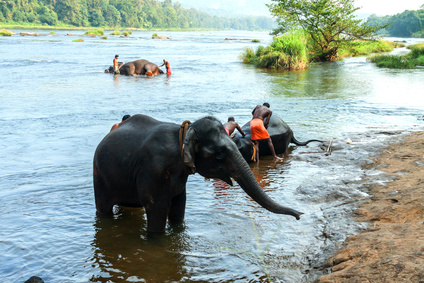 Viaje a India baño de elefantes