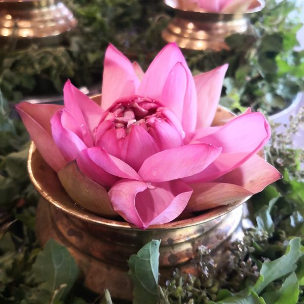 flor de loto lwww.lotusayurvedayoga.com